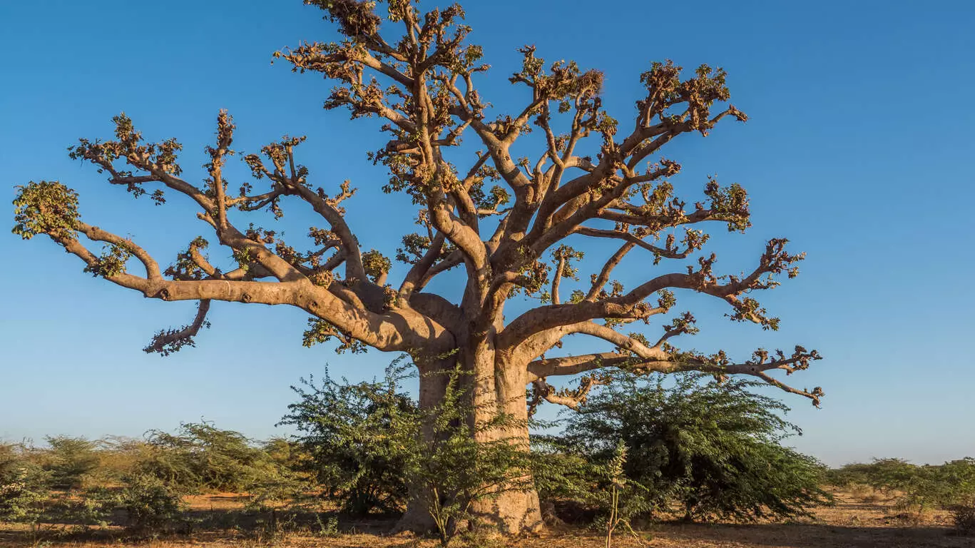 D'un baobab à l'autre en famille