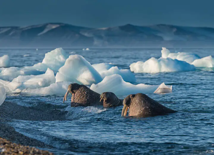 Croisière d’observation animalière au Svalbard