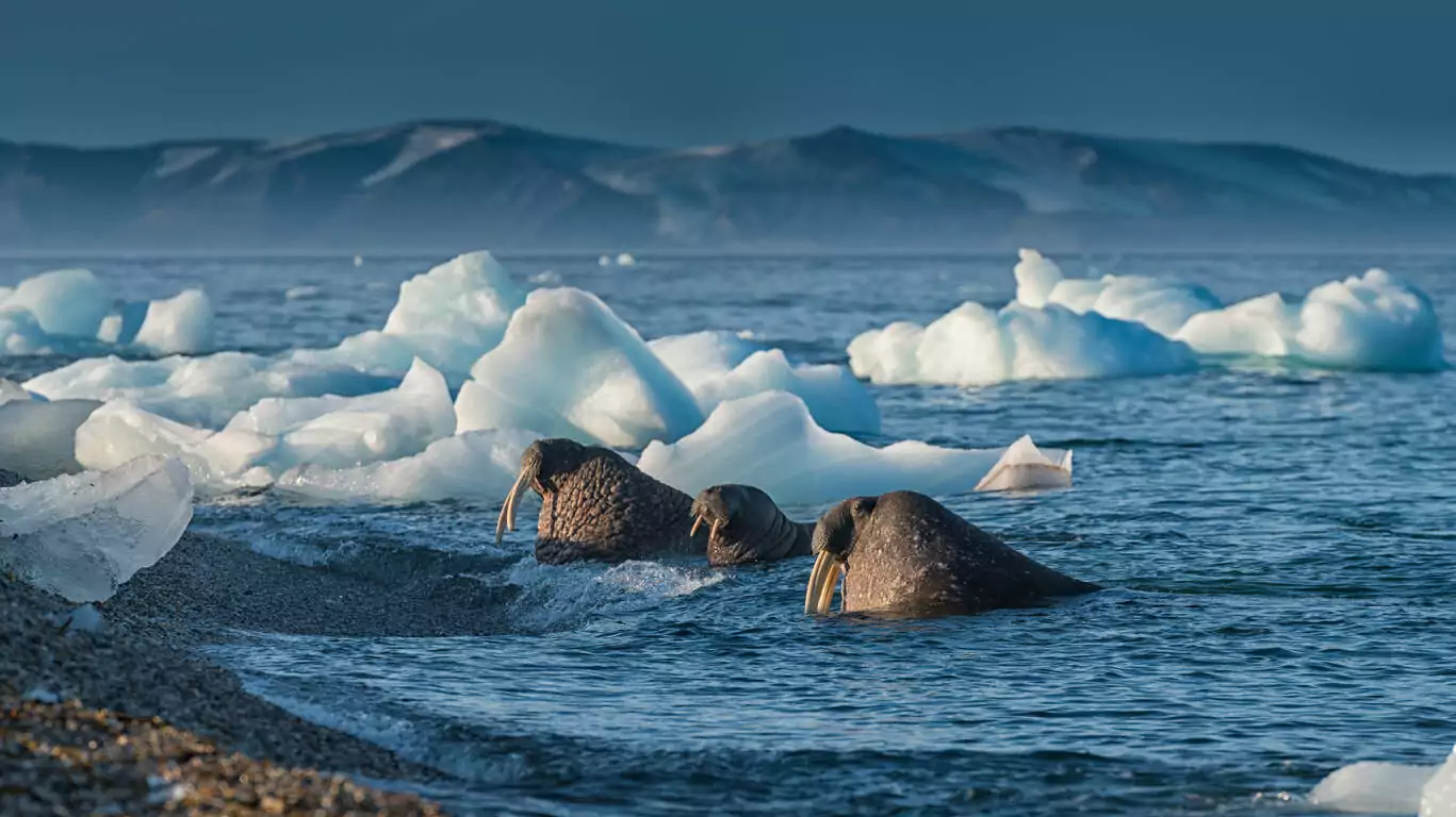 Croisière d’observation animalière au Svalbard