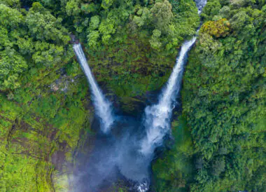 Le Laos vert intense