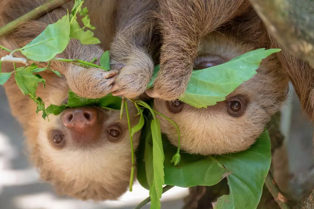 Quand partir au Costa Rica ?