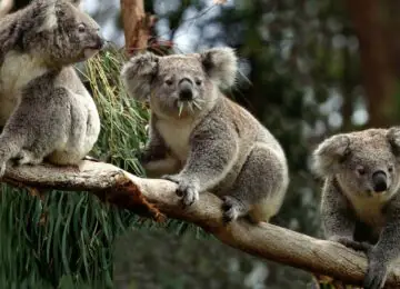 Un été en famille au cœur du bush australien
