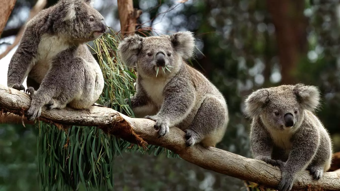 Un été en famille au cœur du bush australien