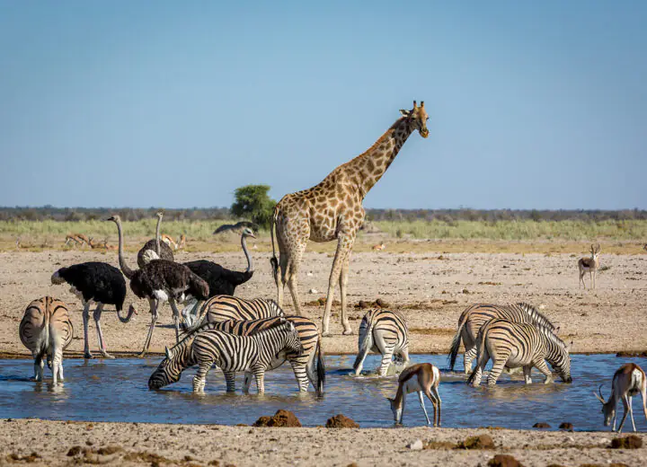 Que faire en Namibie : les incontournables du pays