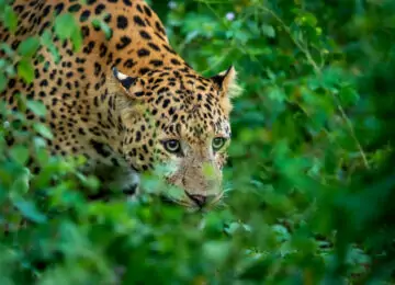 Safaris et vie sauvage du Madhya Pradesh