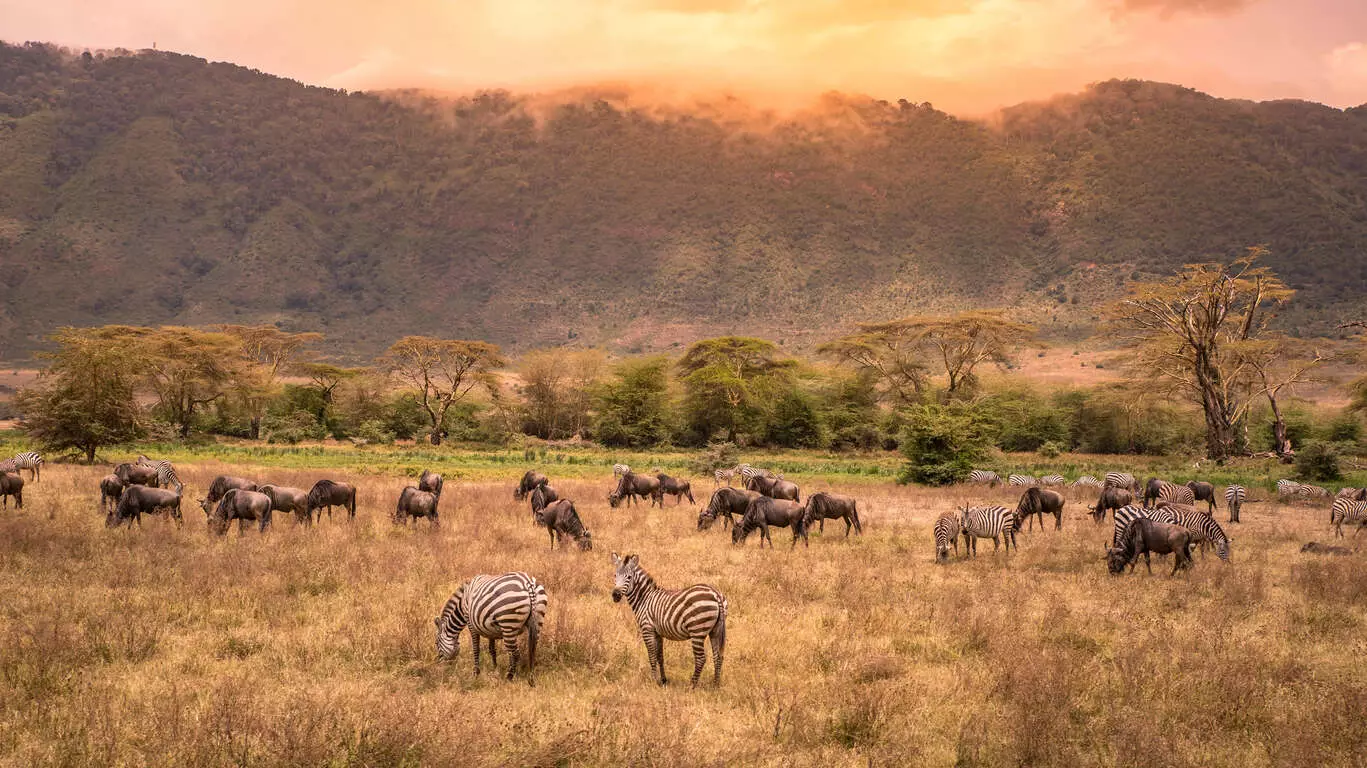 Safari au Kenya ou en Tanzanie ?
