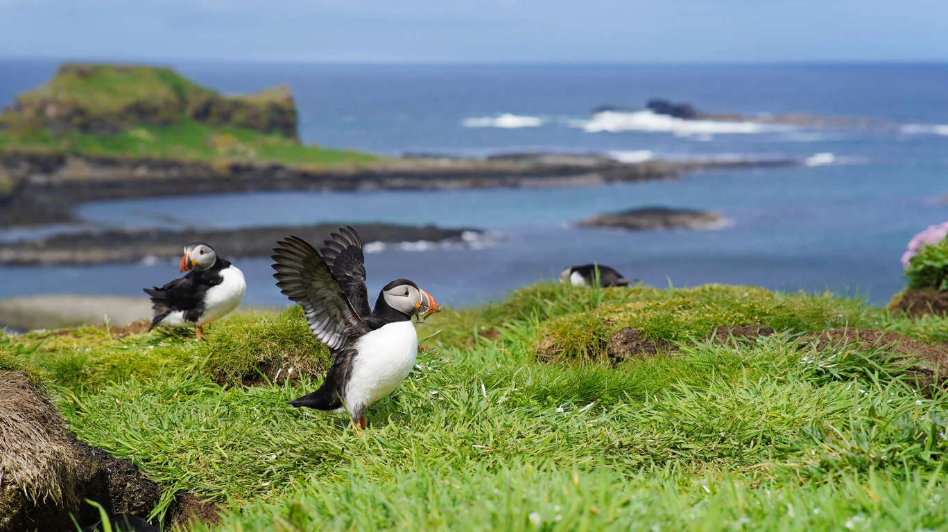 De l’Ecosse à l’Islande