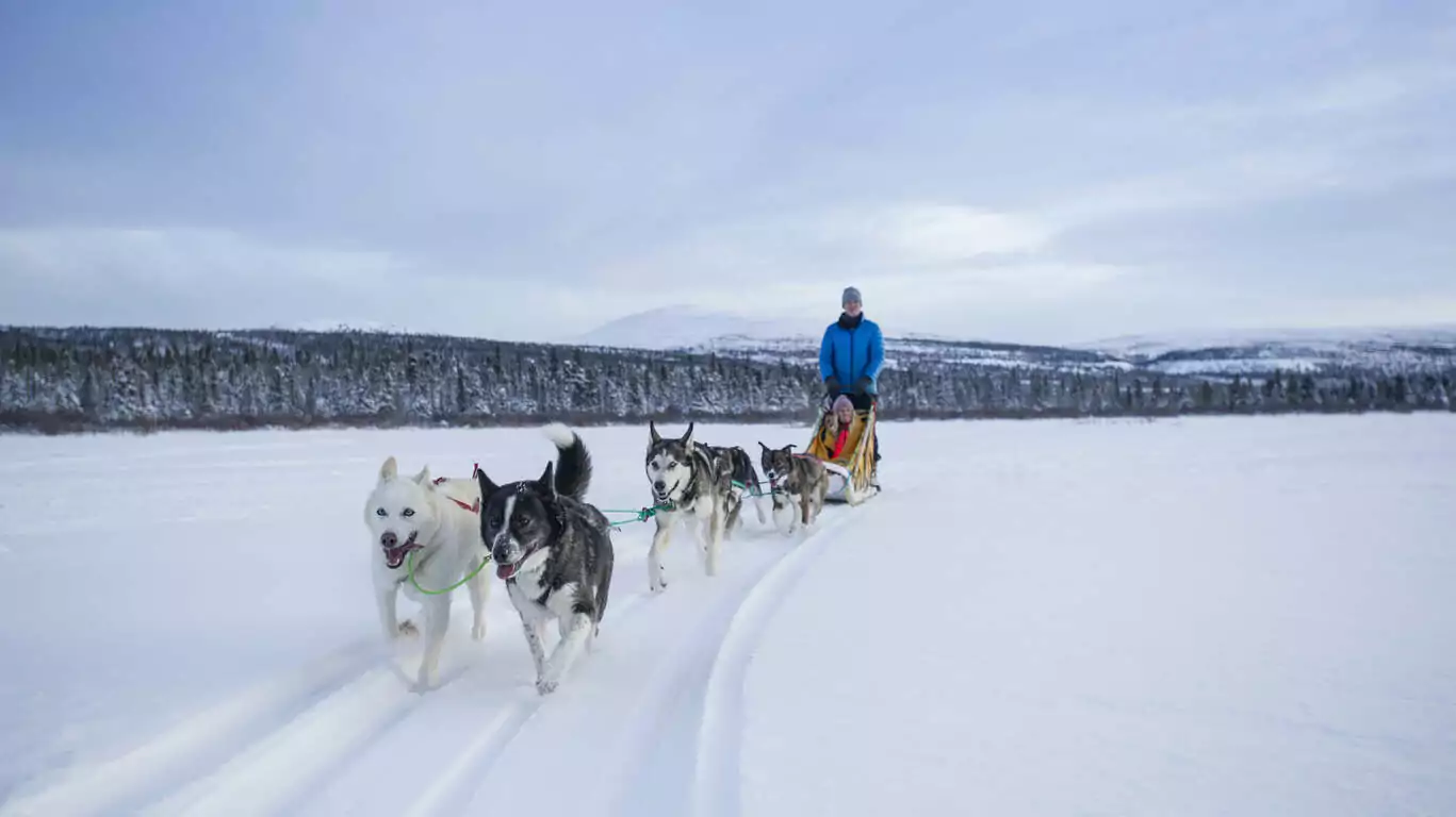 Voyage en chien de traineaux 