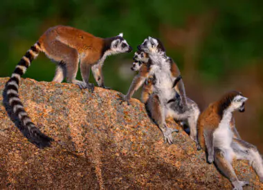 Ressentir l’île rouge en avions privés