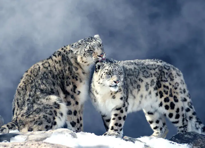 À la recherche du léopard des neiges