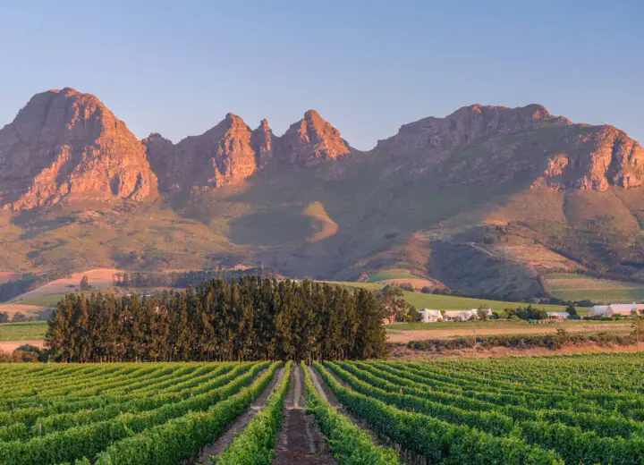 Immersion épicurienne Sud Africaine