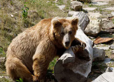 Ours brun et nature sauvage
