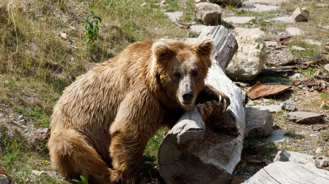 Ours brun et nature sauvage 