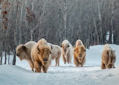 Immersion hiver en Alberta