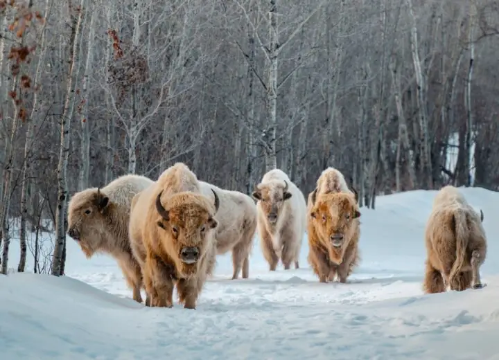 Immersion hiver en Alberta