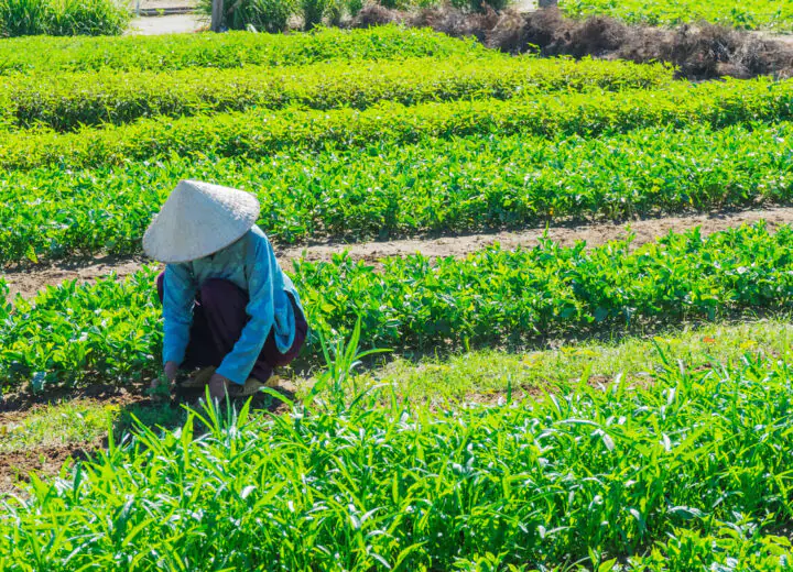 Un Voyage de la Tradition Vietnamienne à la Modernité