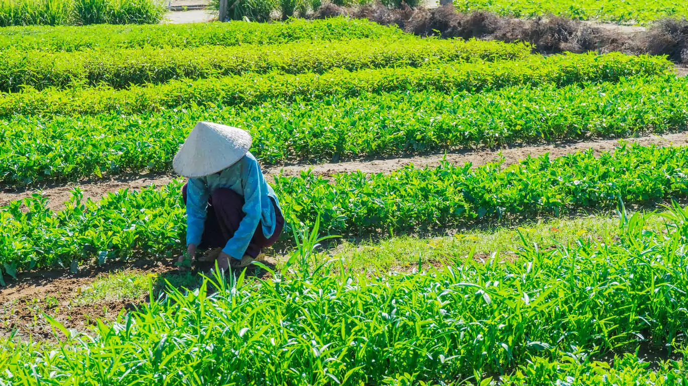 Un Voyage de la Tradition Vietnamienne à la Modernité