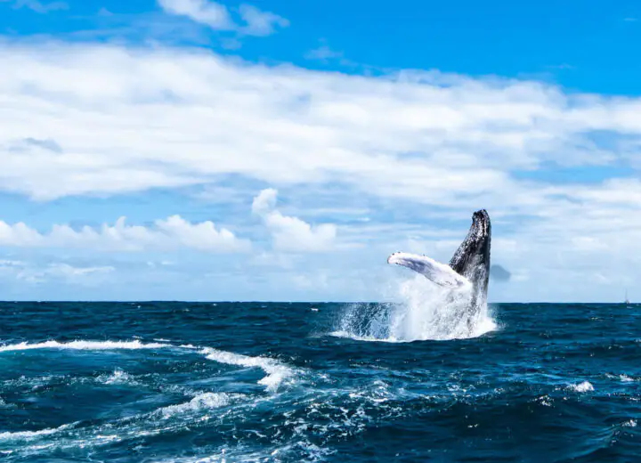 La République Dominicaine en famille