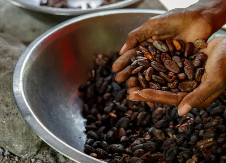 Voyage Sensoriel au Cœur de la République Dominicaine : Rhum, Cigares et Cacao