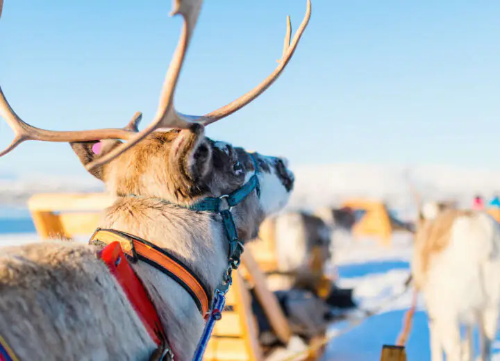 Une semaine magique en famille à Levi
