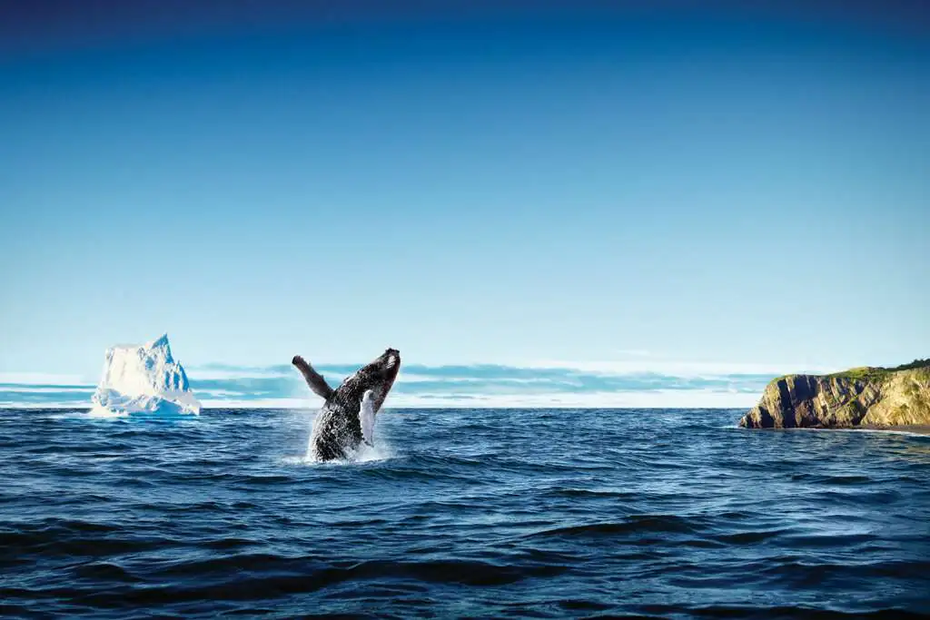baleine canada