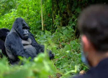 Voyage au Rwanda : A la rencontre des gorilles