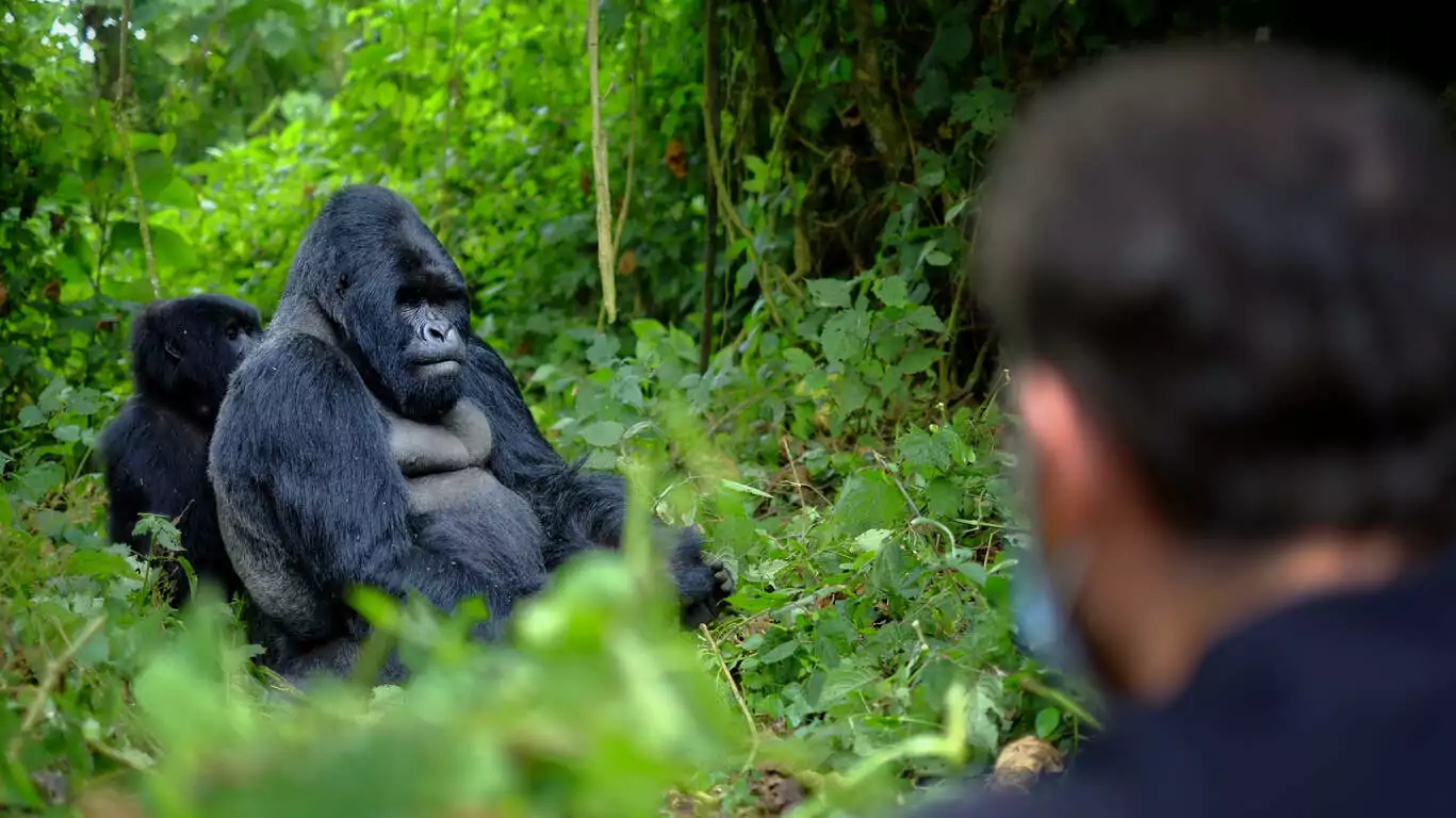 Voyage au Rwanda : A la rencontre des gorilles