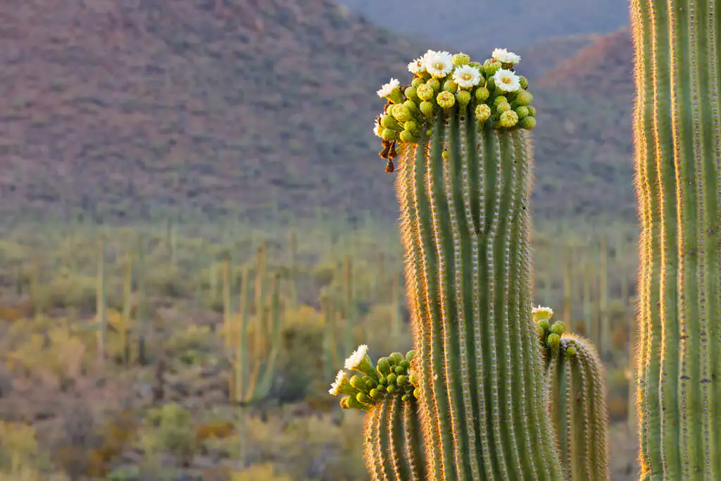 saguaro national park