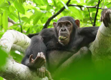 Croisière au cœur des dernières forêts sauvages du Congo