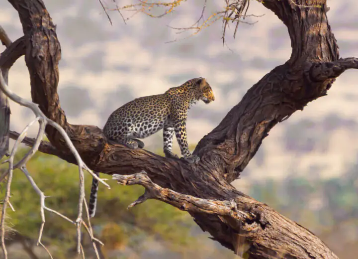 Le Nord du Kenya, loin des foules