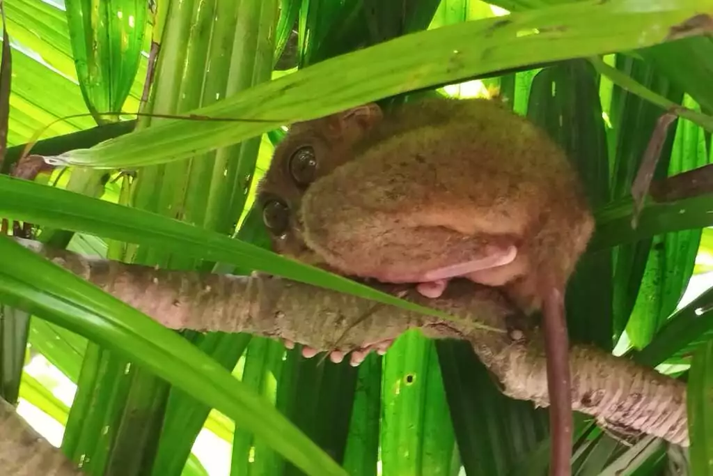 Voyage région des visayas philippines