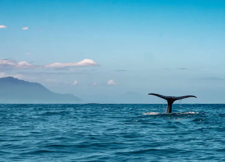 Exploration de l’île du Sud en petit groupe