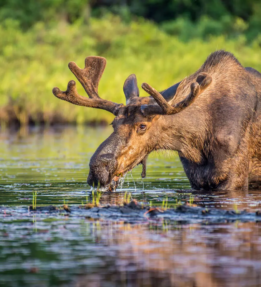 Le Nord de l’Ontario : aventure sauvage et grands espaces