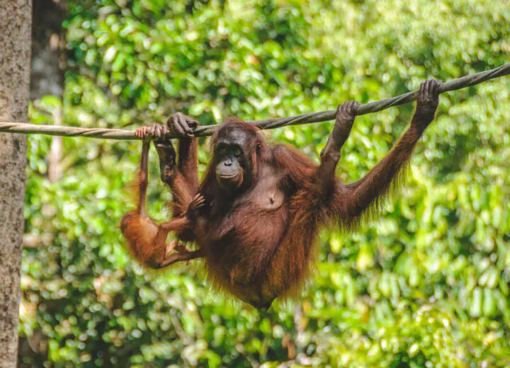 Nature et Elégance à Bornéo