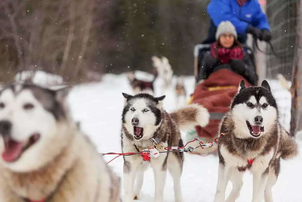 Aventures magiques dans la nature lapone