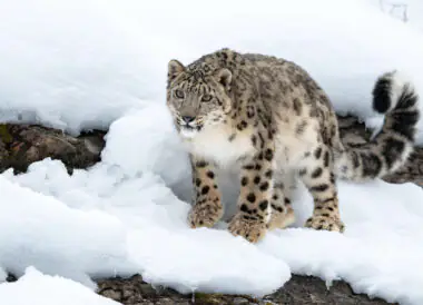 La panthère des neiges en petit groupe