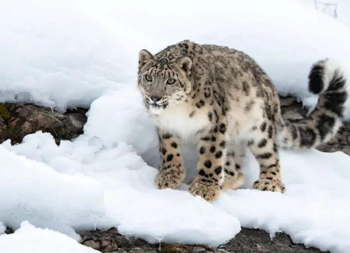 La panthère des neiges en petit groupe