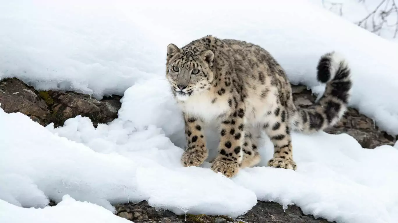 La panthère des neiges en petit groupe