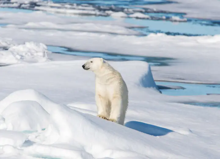 Croisière arctique du Cercle Polaire au Spitzberg