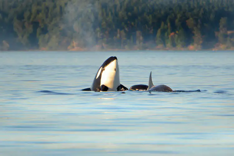 voyage estivale à Vancouver